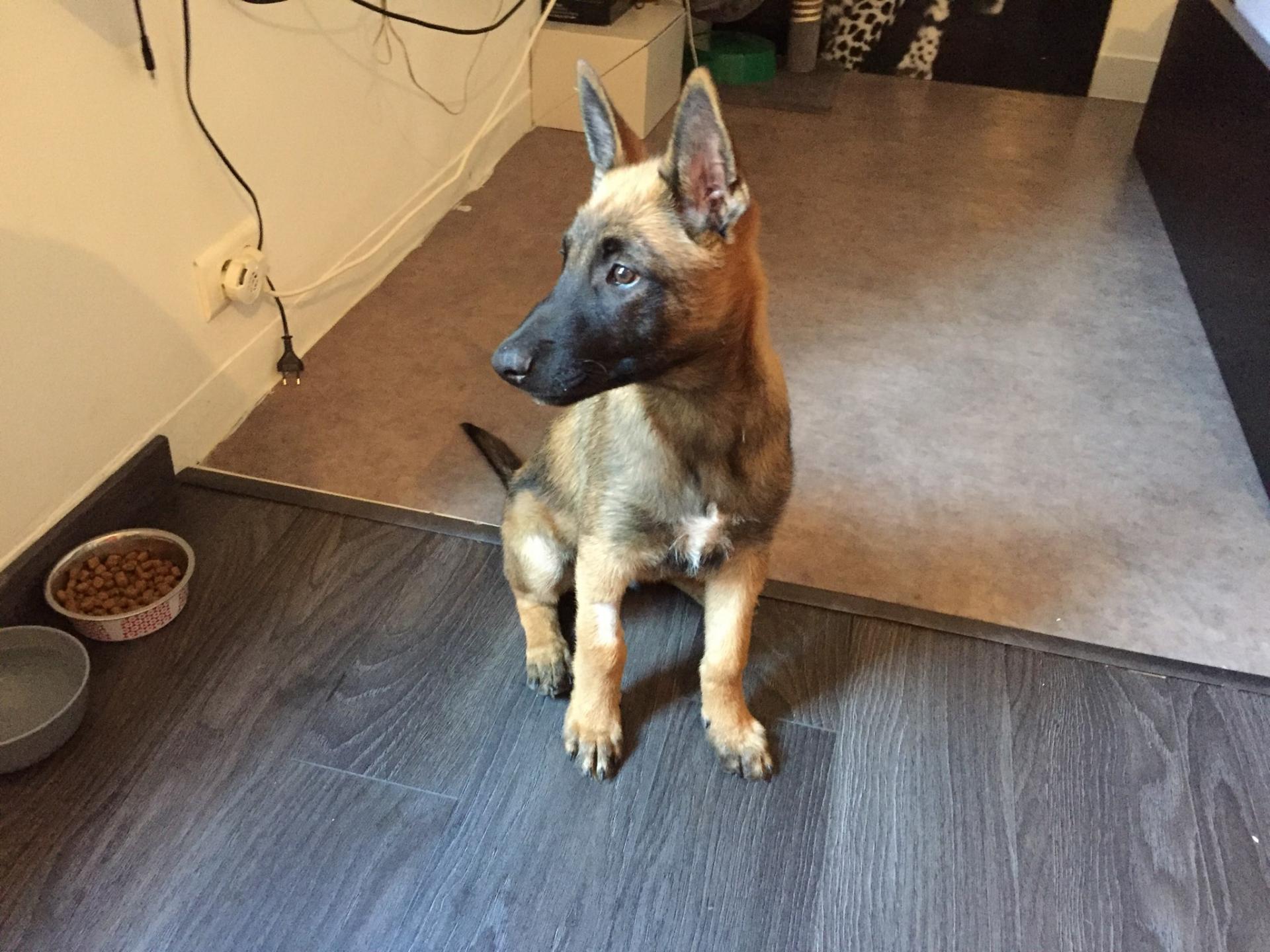 Chapo, malinois 4 mois