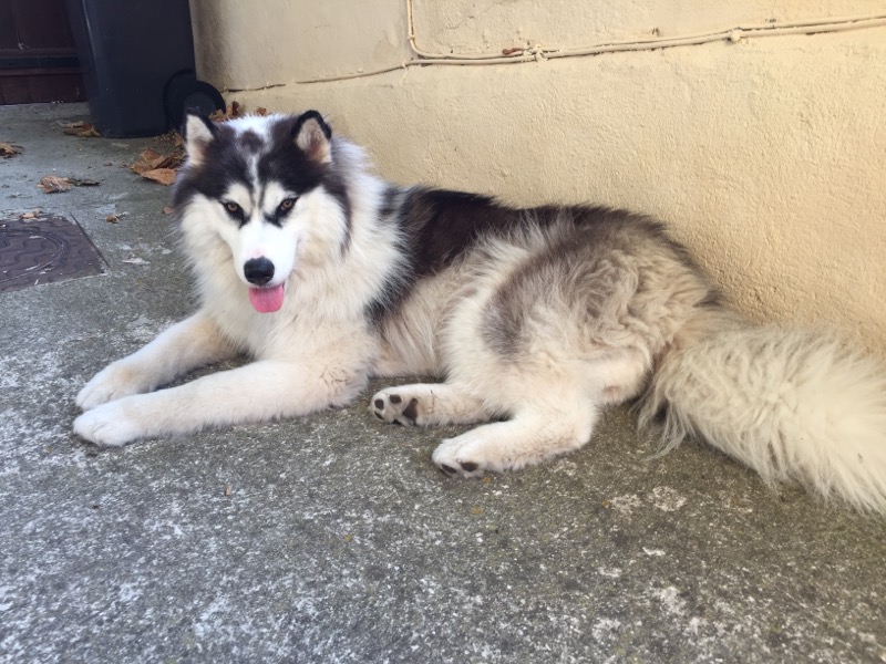 Mia, husky de 1 an 1/2