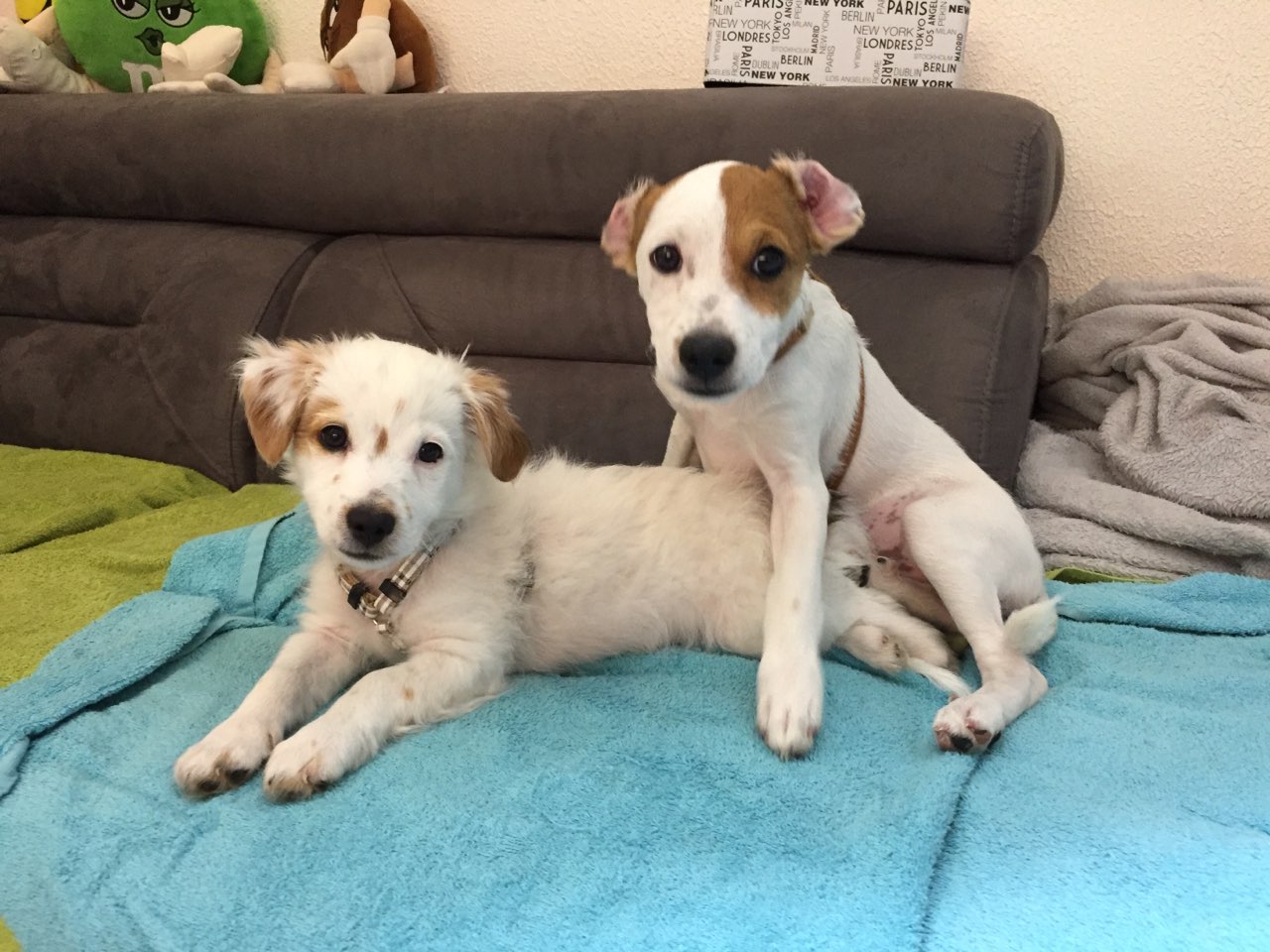 Onyx & Obiwan, croisé jack russel & bichon de 3 mois