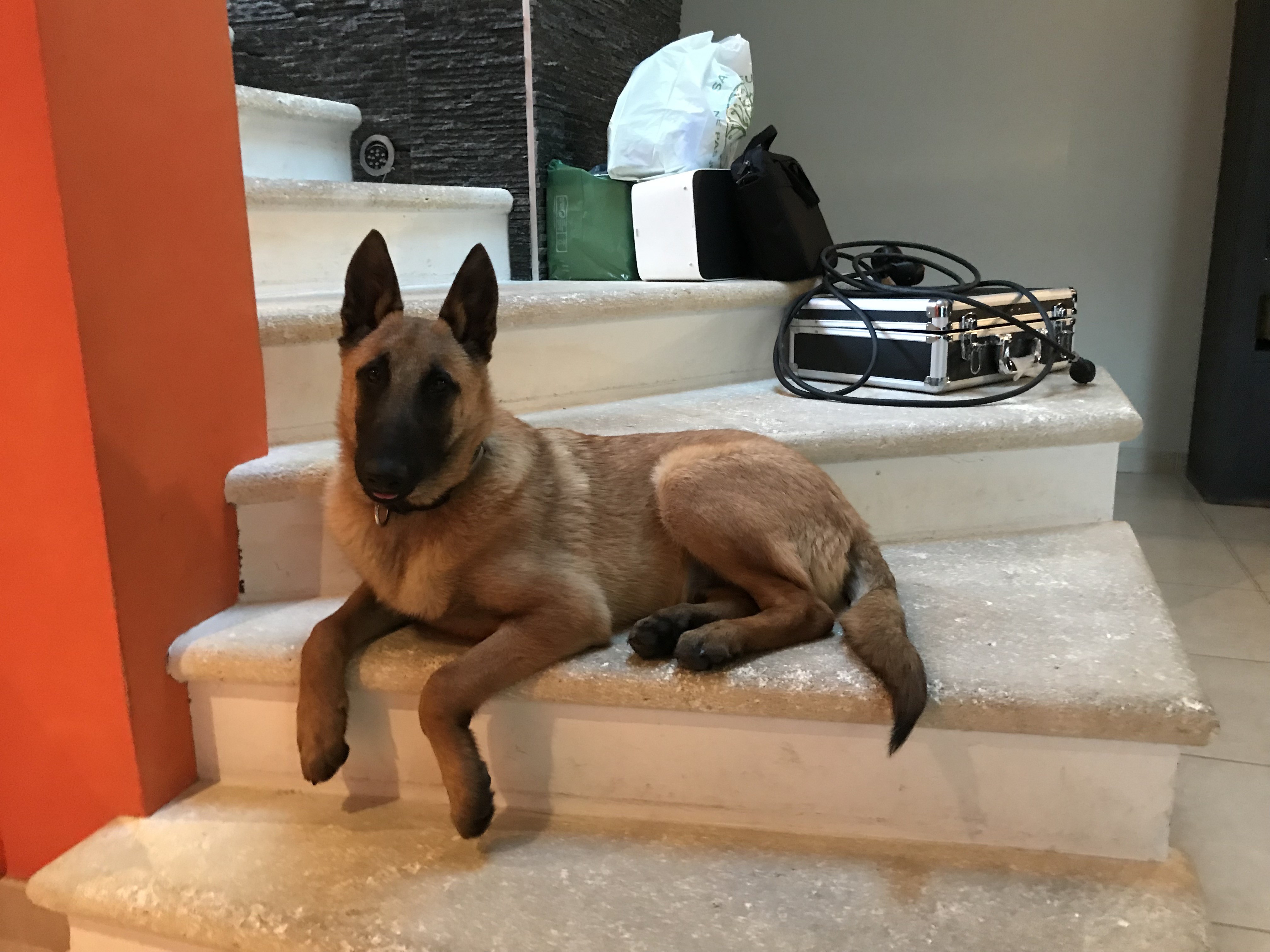 Sun, malinois de 5 mois
