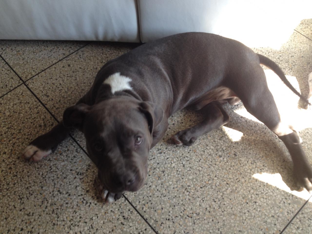 Julius american bully de 3 mois