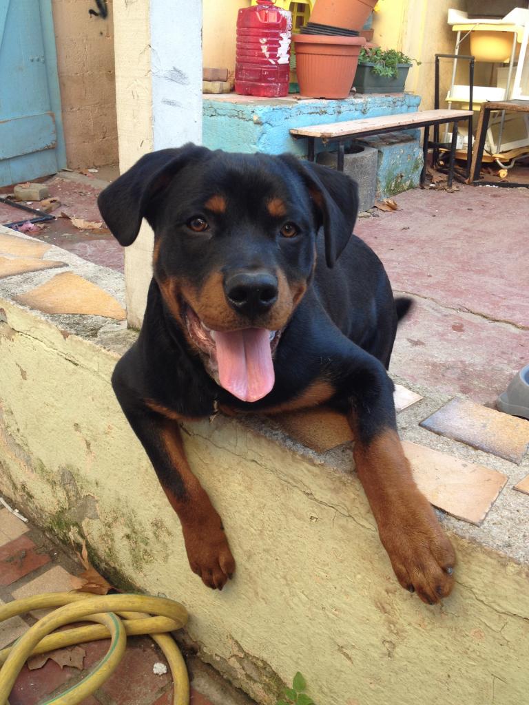 Tyson rottweiler de 6 mois