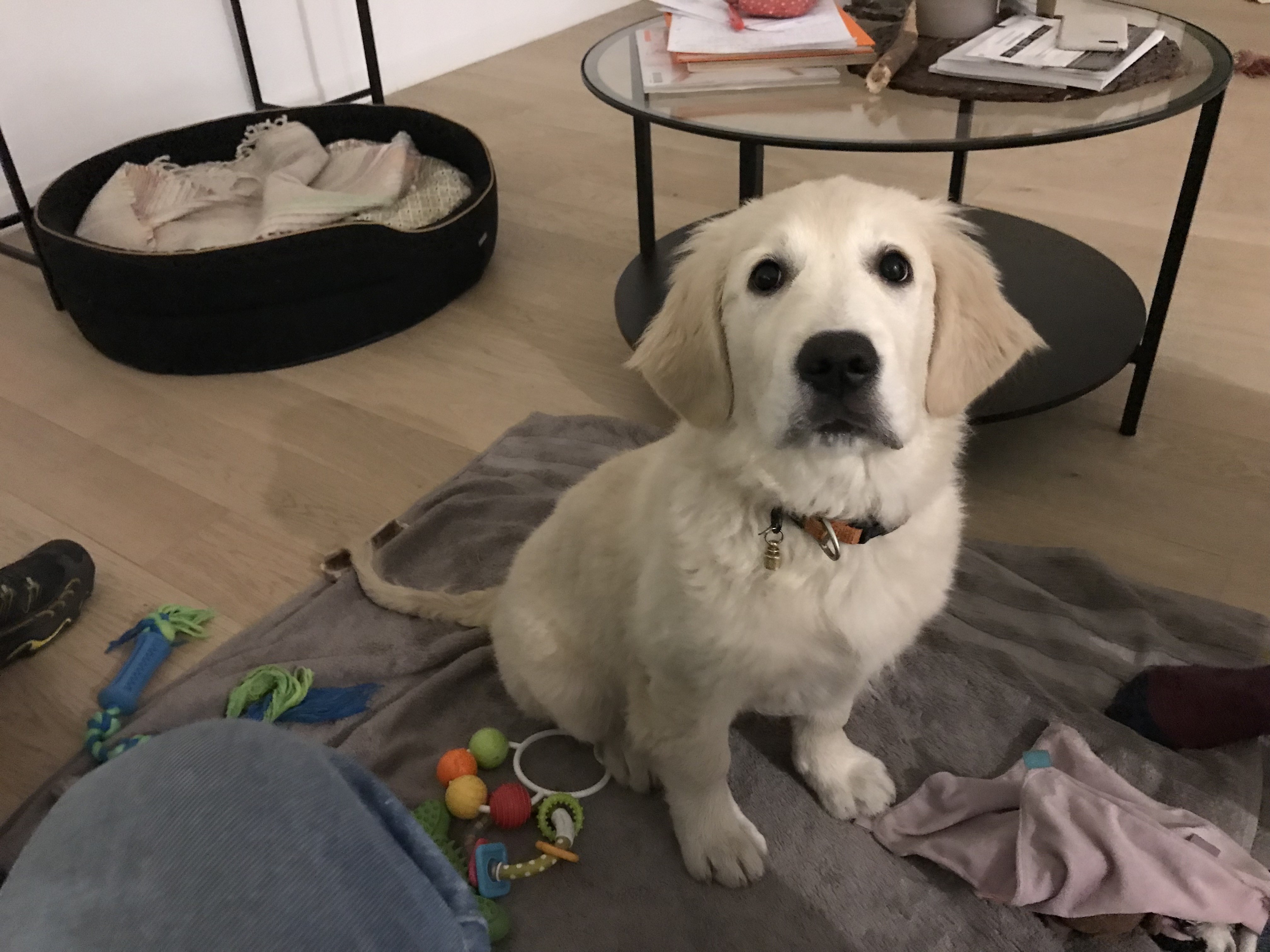 Stone, golden de 3 mois