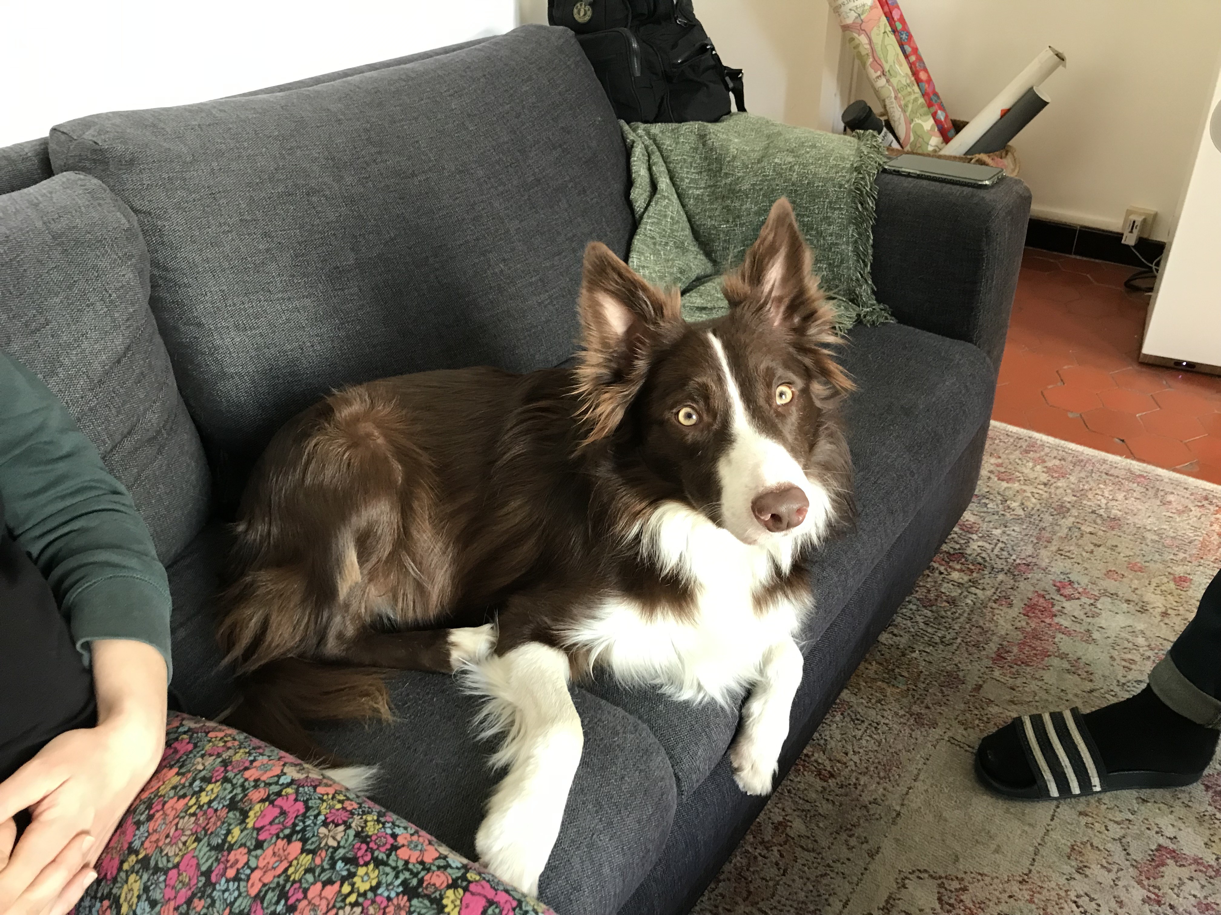 Baku, border collie de 2 ans