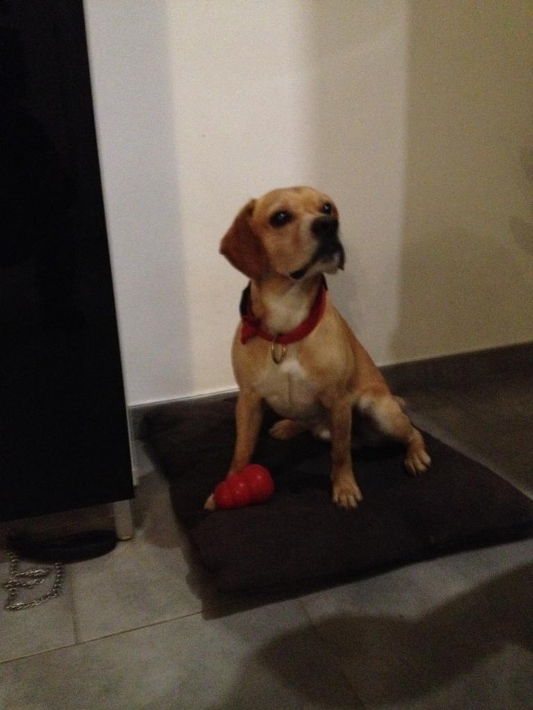 whisky, croisé labrador & beagle 6 ans