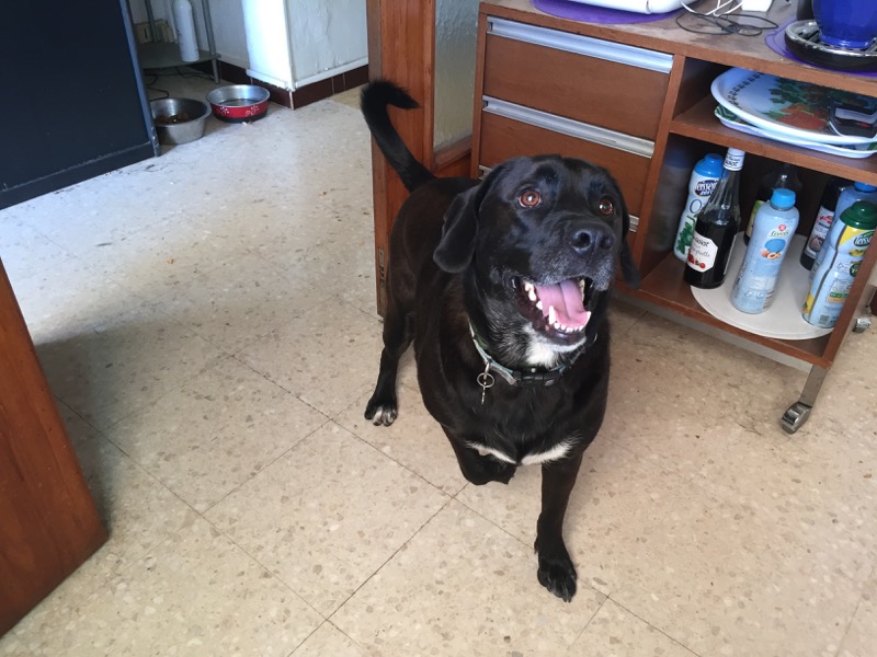 Charlie, croisé labrador braque de 3 ans