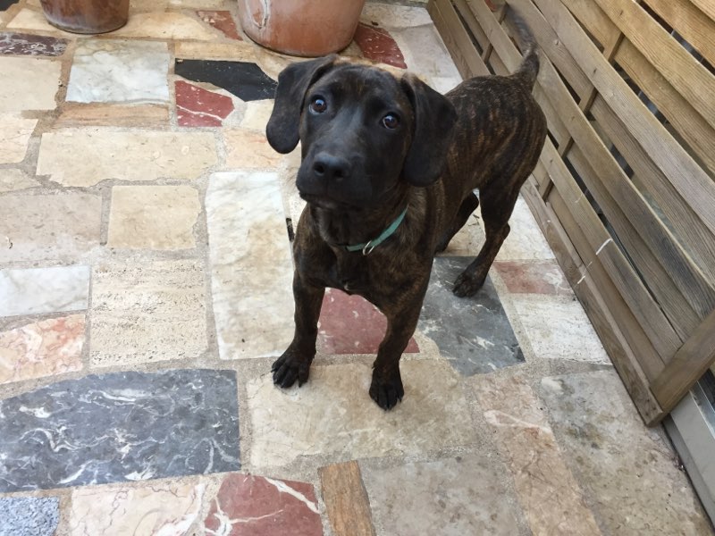 Opra, croisé cané corso chien de chasse de 10 mois