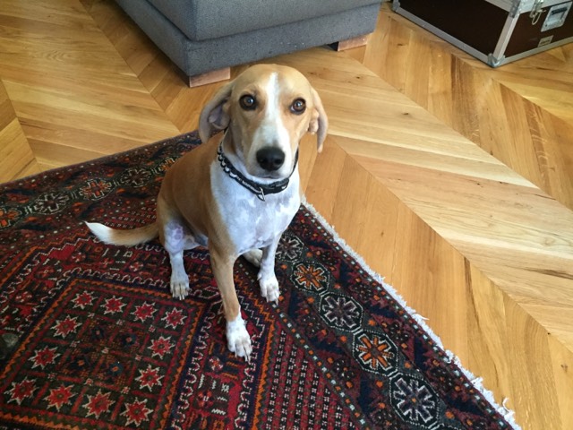 Mambo, beagle harrier 2 ans