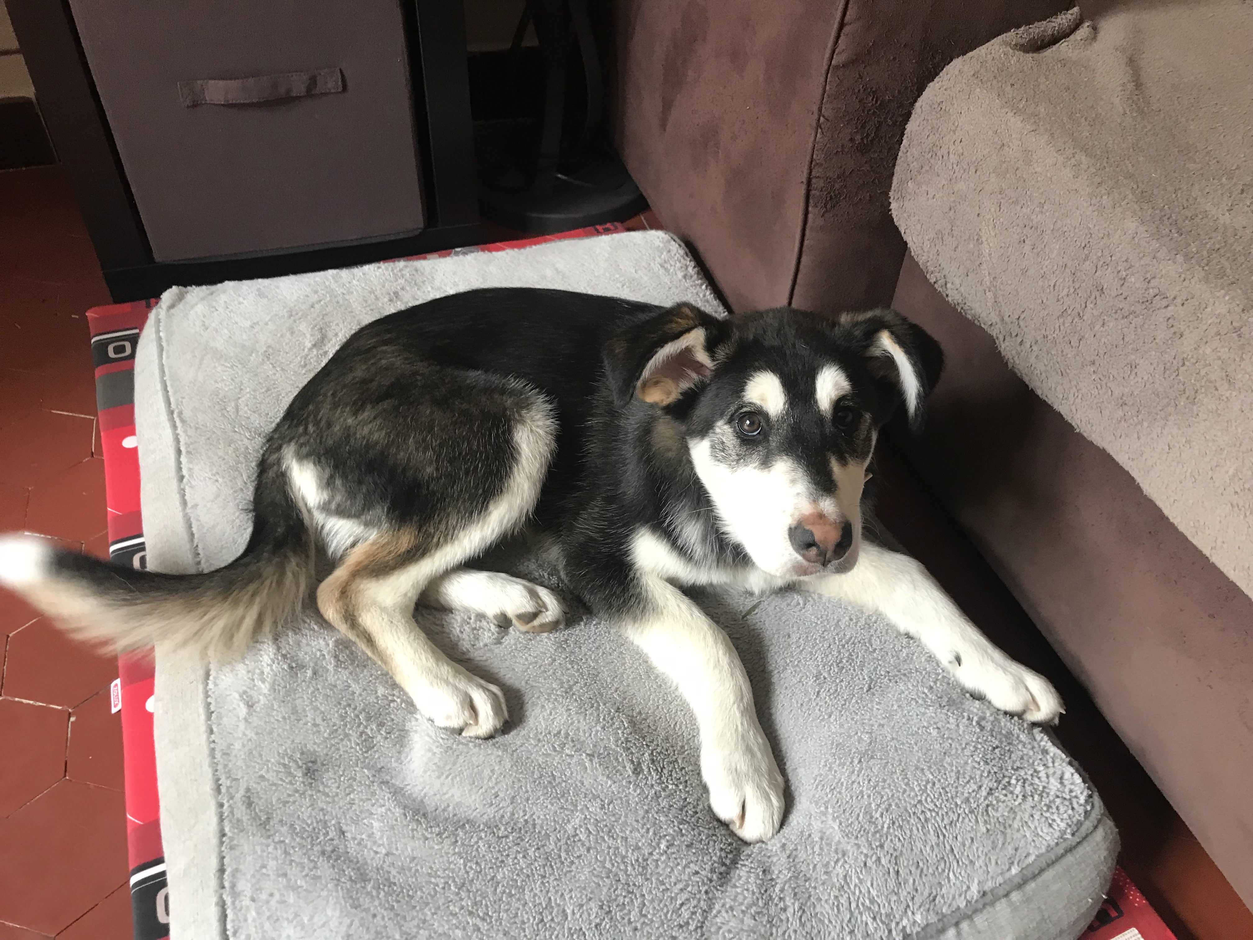 Tchikita, croisé husky border 3 mois