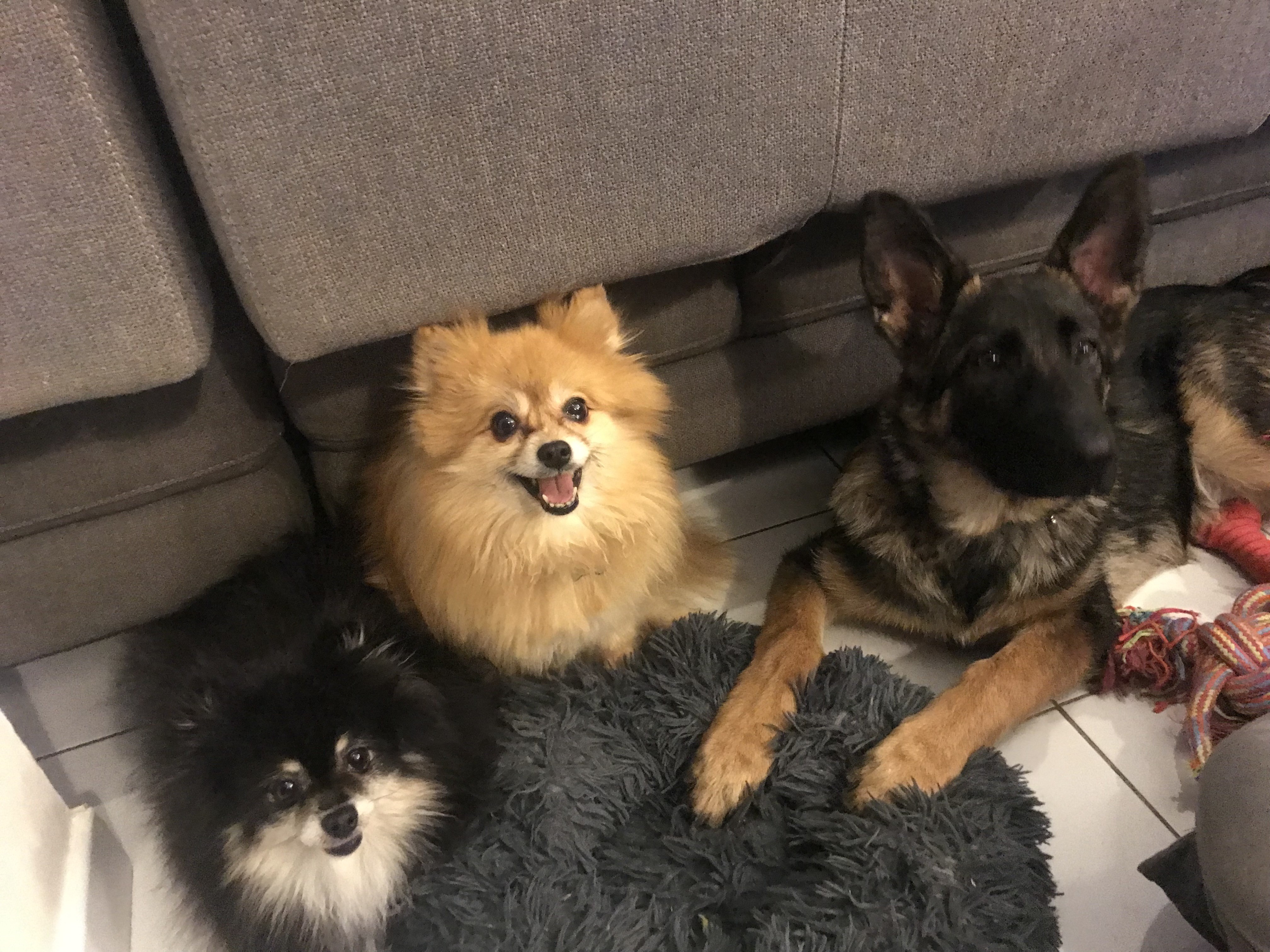 Scarlette, croisé malinois berger allemand 5 mois
