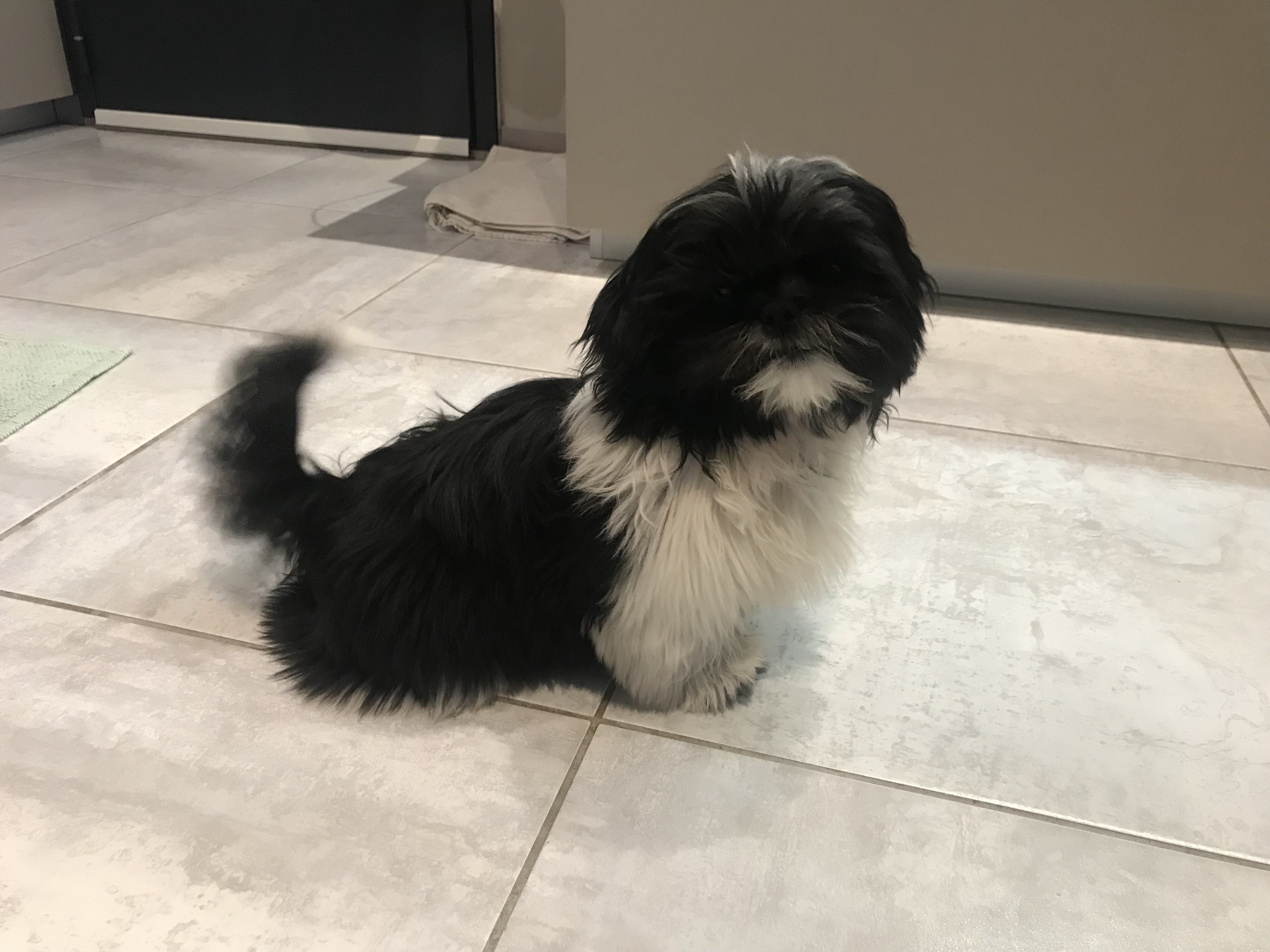 Sully, shitzu de 4 mois