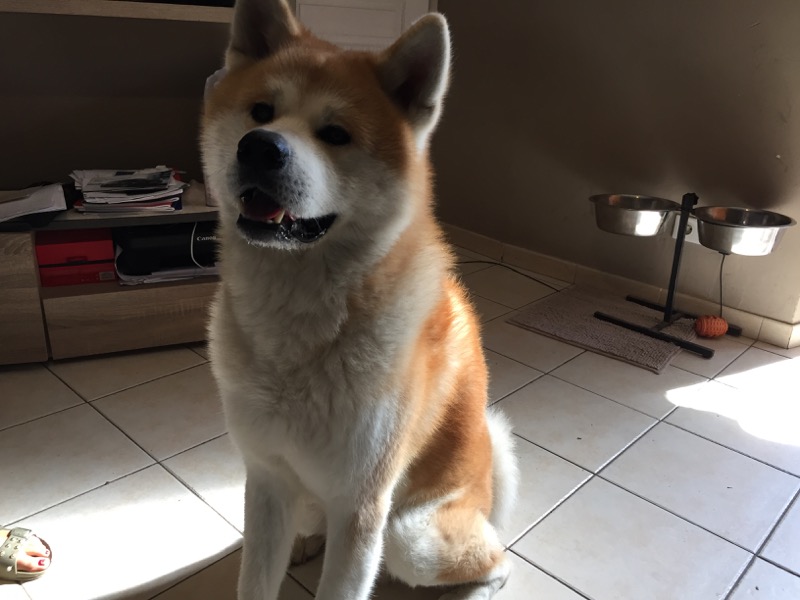 Hirochi, akita de 4 ans