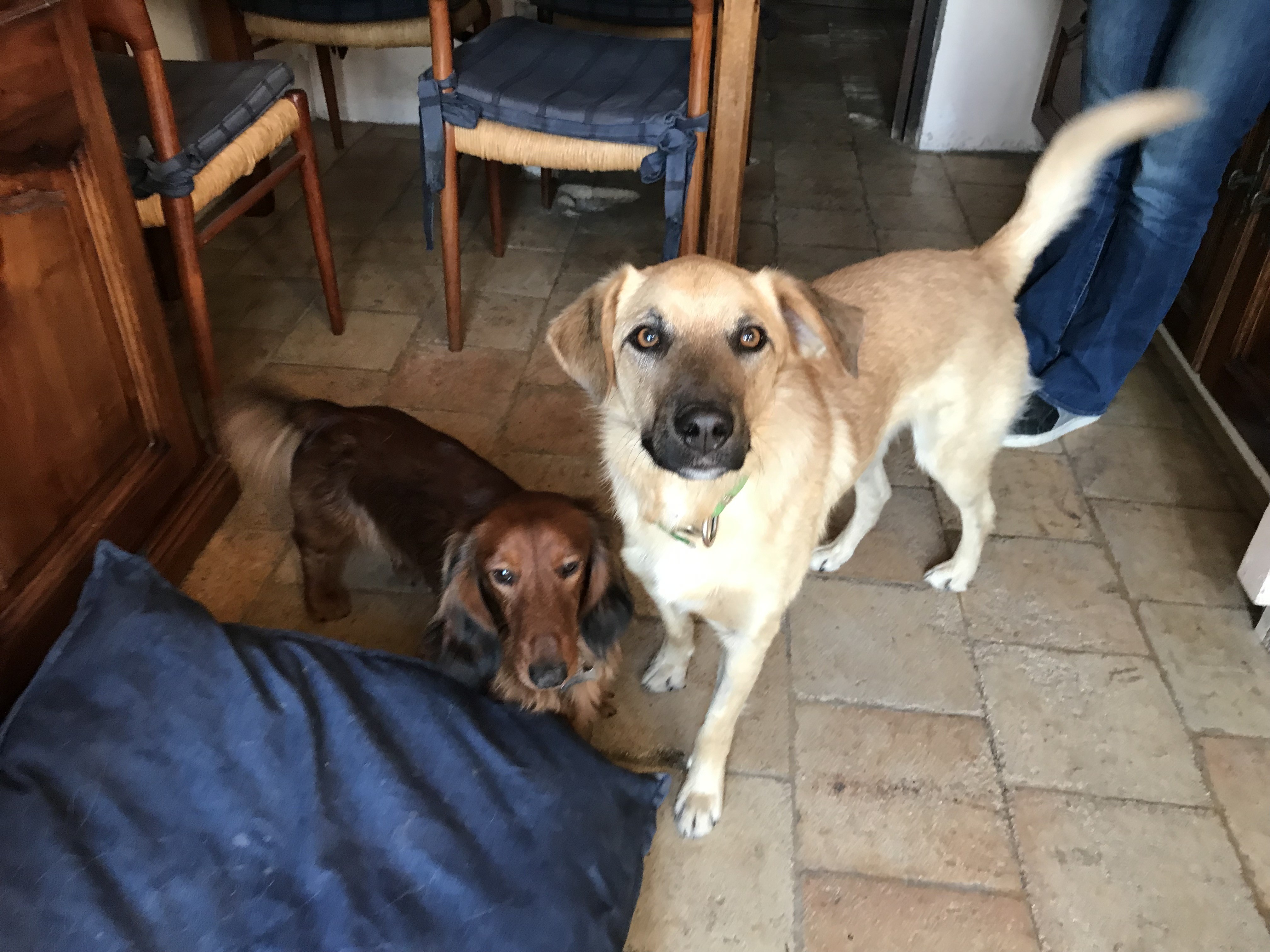 Sushi teckel 1 an Jump croisé berger 2 ans