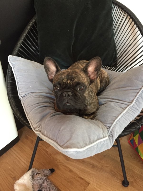 Mila, bouledogue français de 2 ans 