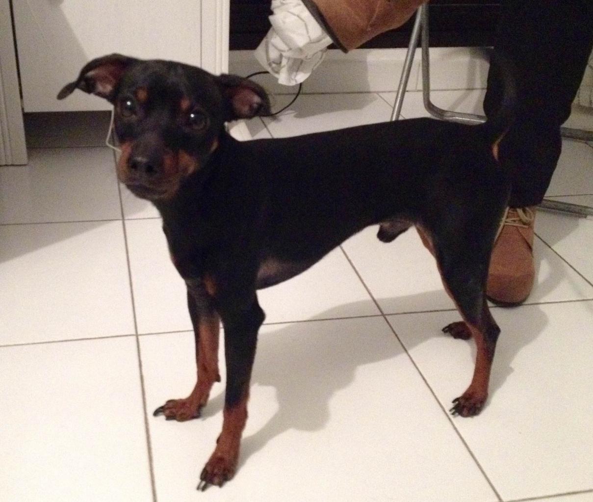 Hernes, pinscher nain de 3 ans