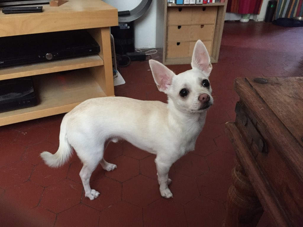 Zephir, chihuahua de 10 mois