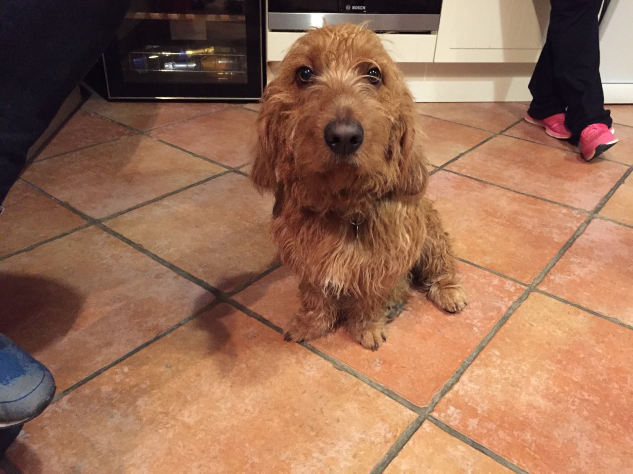 Owen, fauve de bretagne de 7 mois