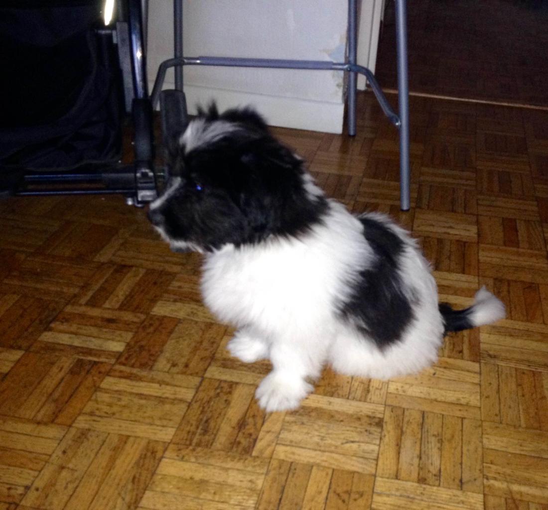 Jean, croisé lhassa & Shetland de 3 mois