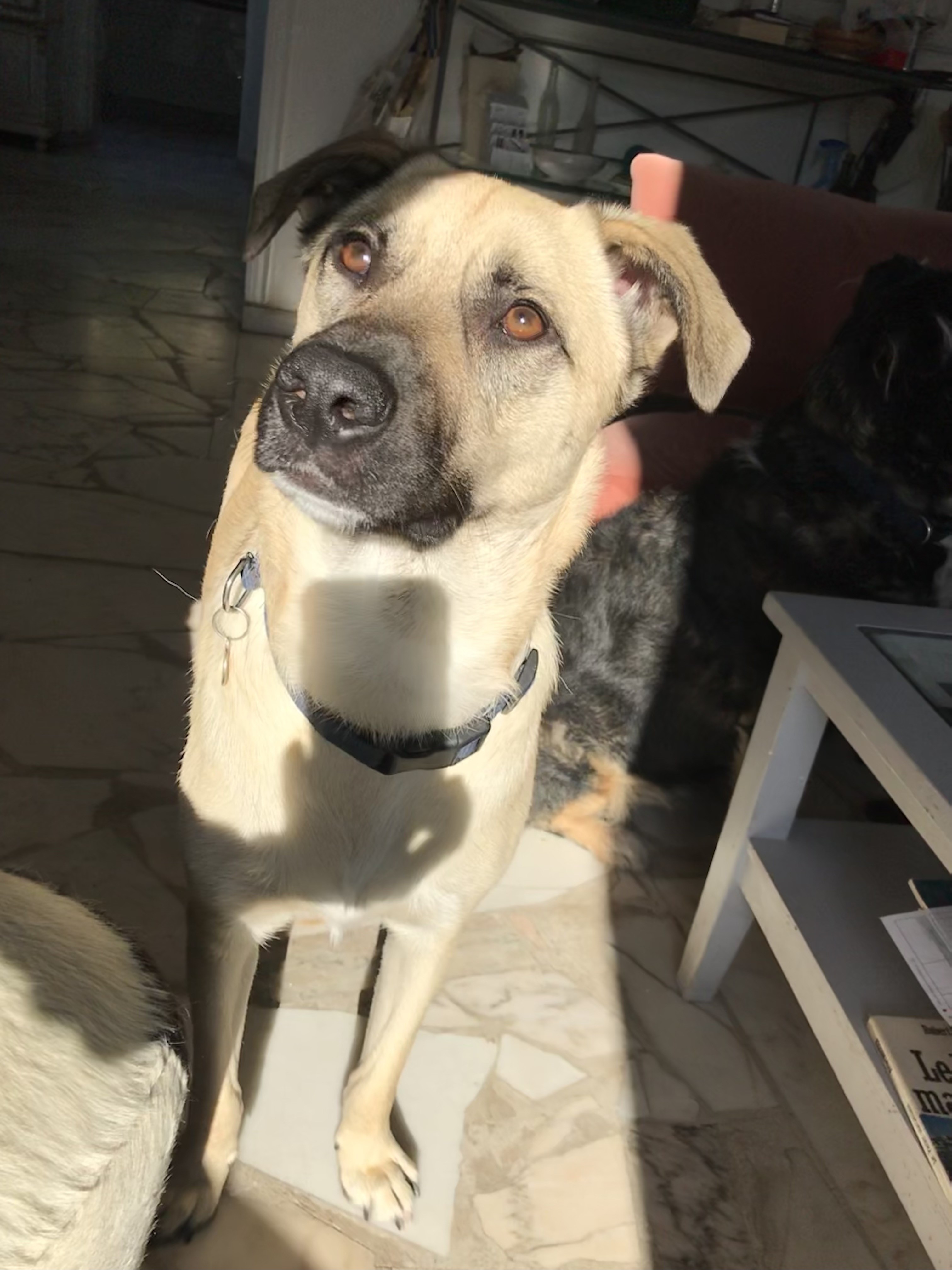 Romie, croisé berger de 14 mois