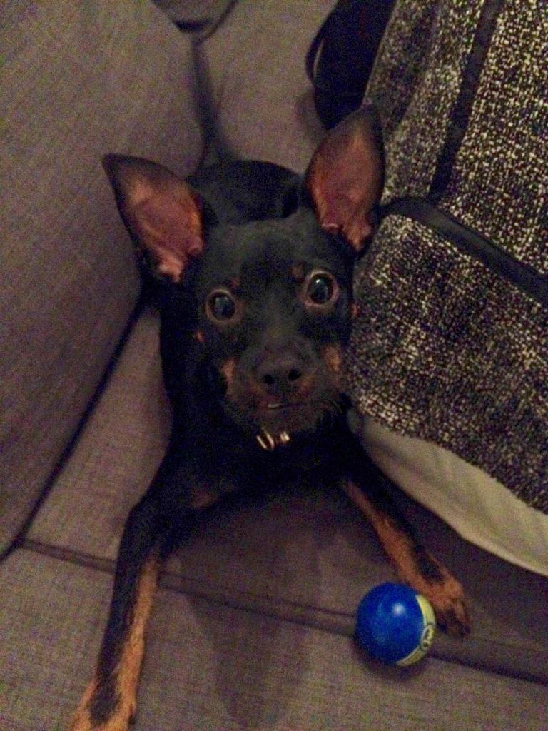 Jango, croisé pinscher & chihuahua de 6 mois