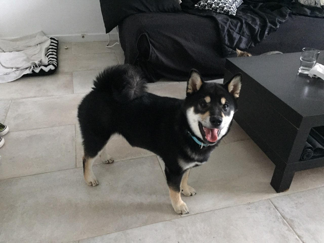 O'malley, shiba inu de 3 ans