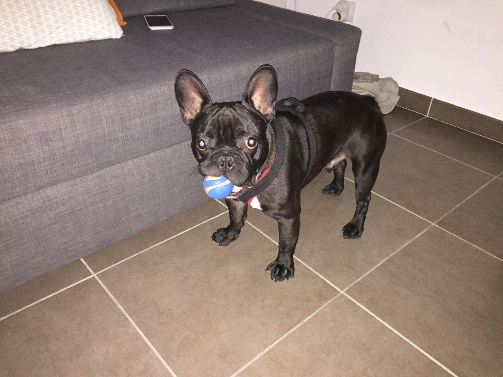 Guinness, bouledogue français de 14 mois