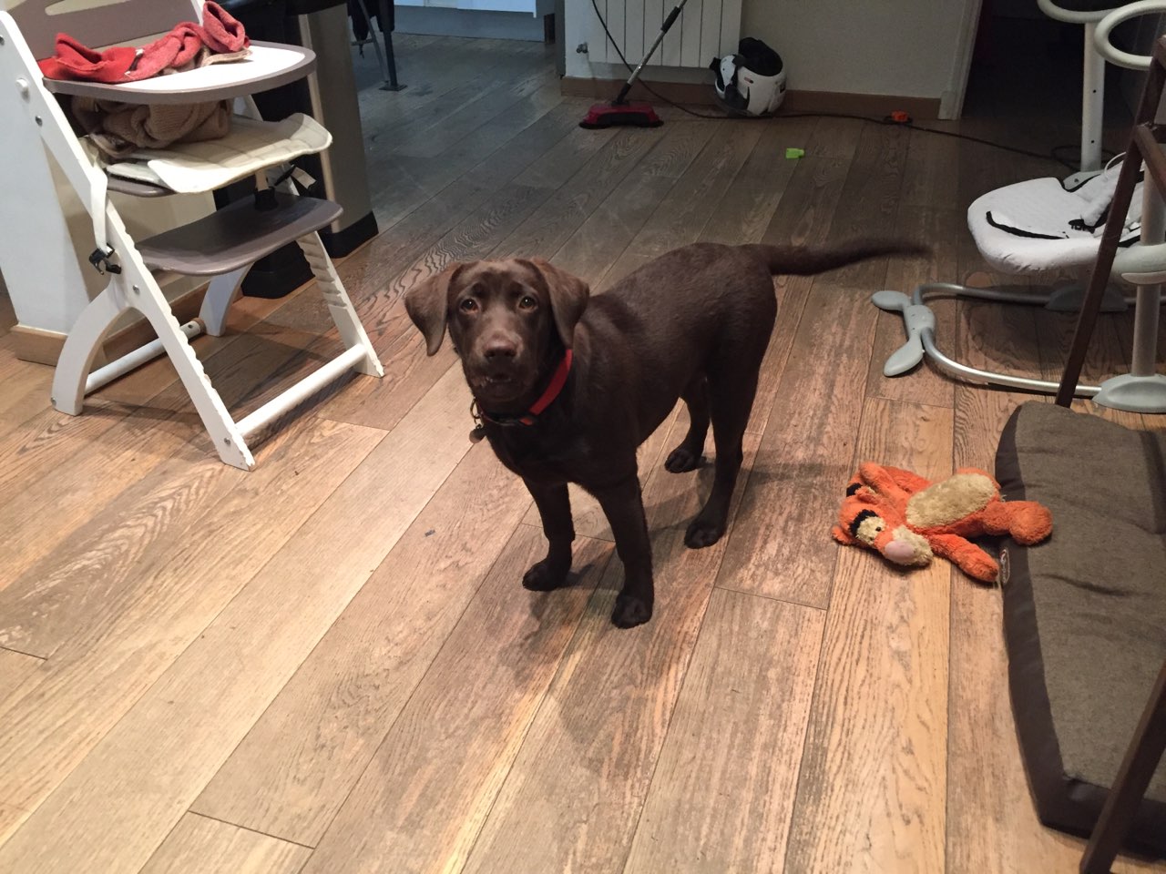 Bondi, labrador de 5 mois