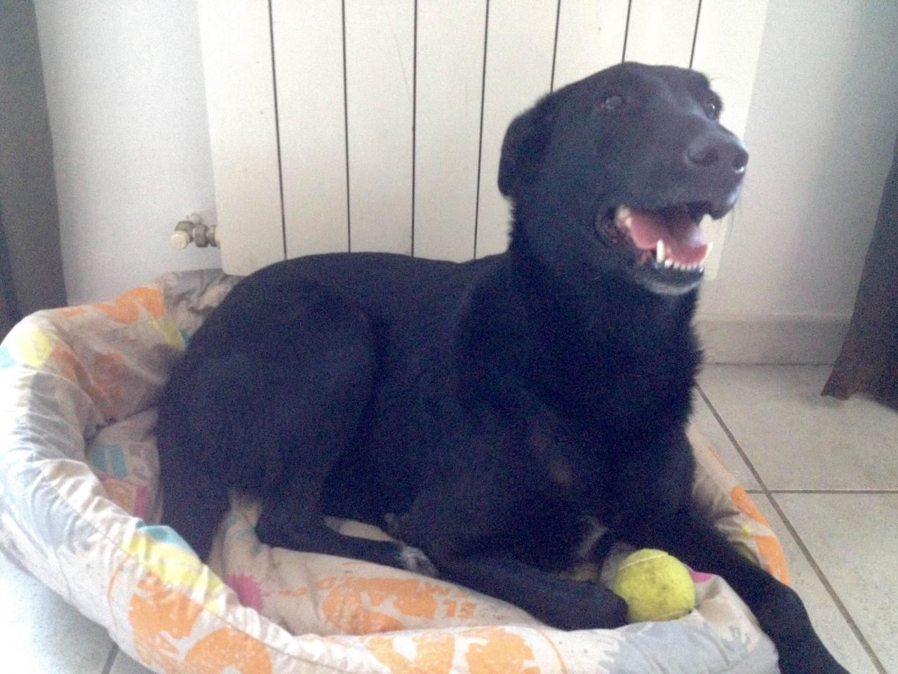 Flora, croisé berger belge & labrador de 4 ans 1/2