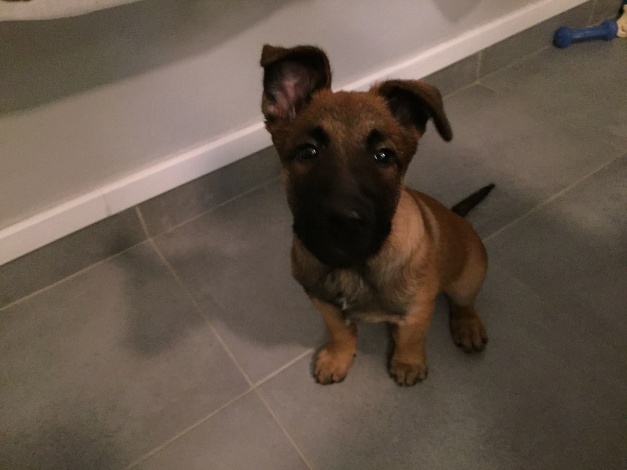 Prince, malinois de  3 mois