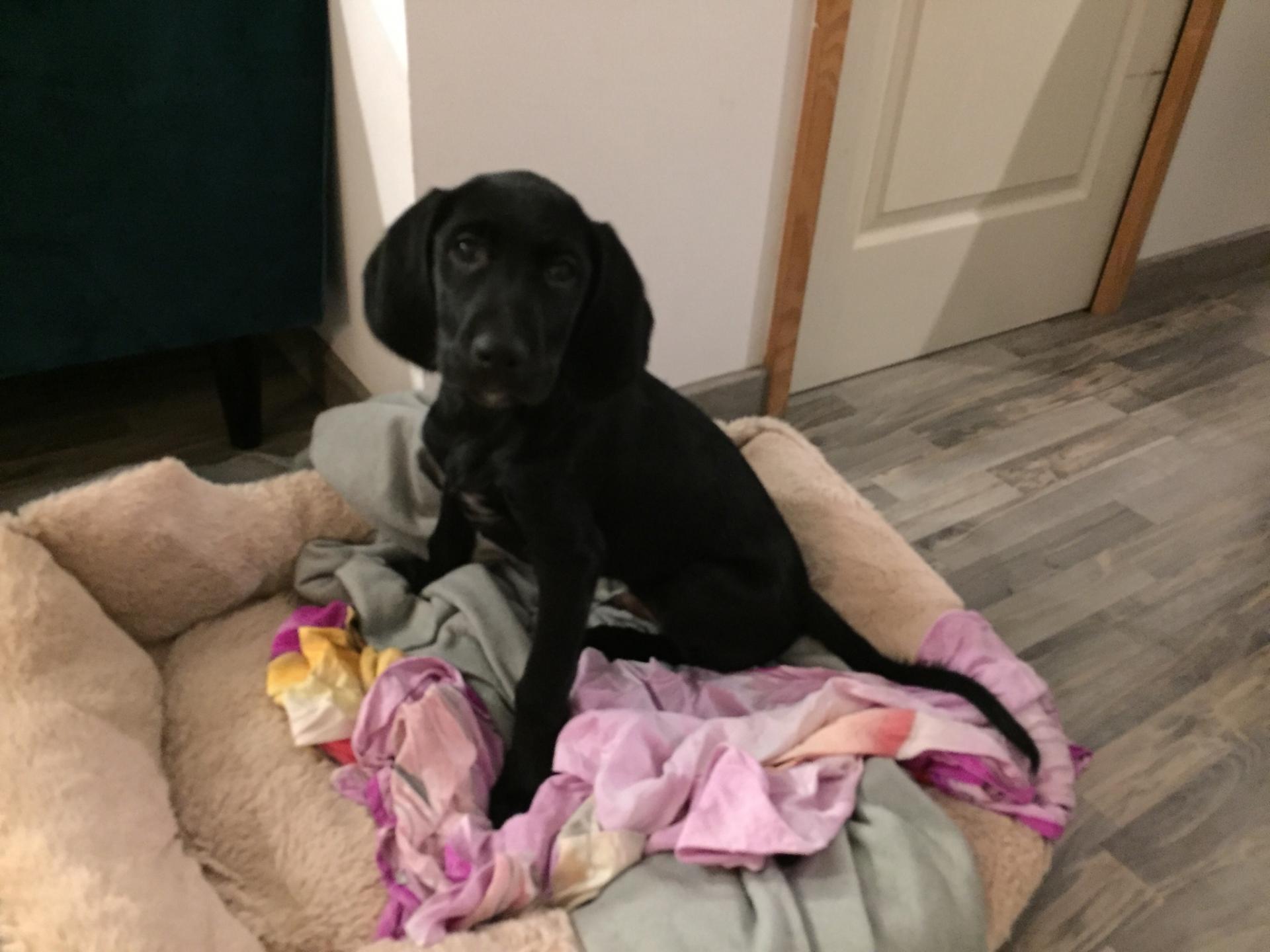 Oscar, labrador de 2 mois 1/2