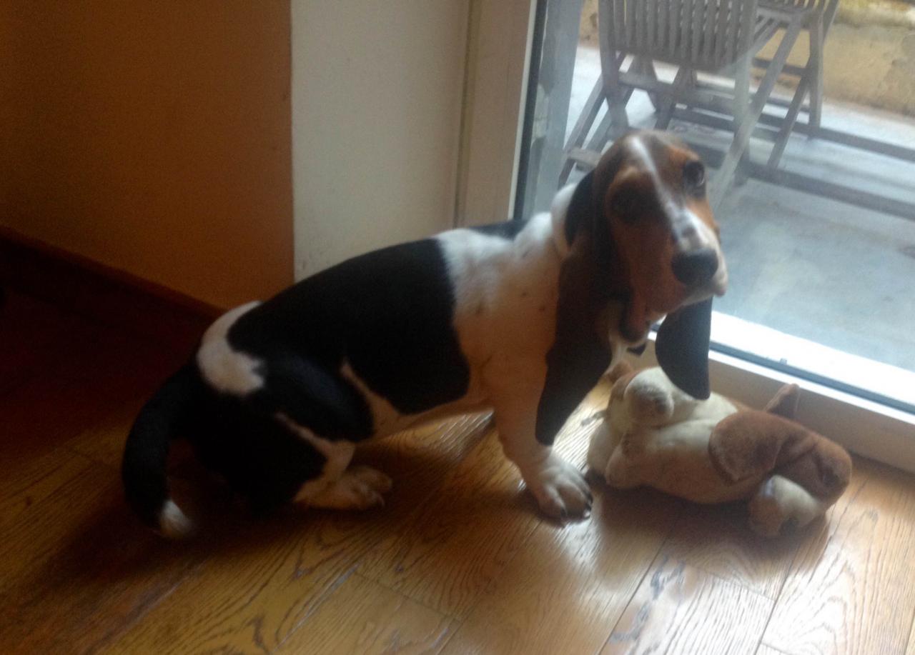 Joséphine, basset yound de 5 mois