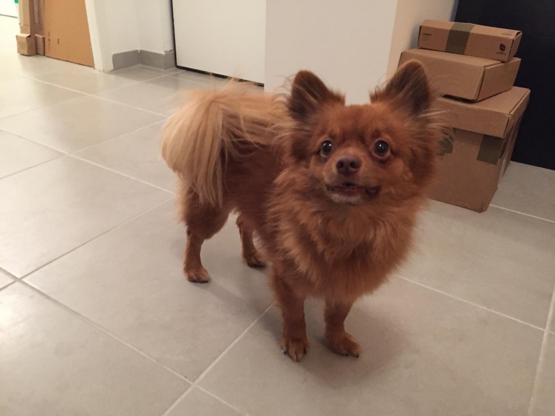 Joey, spitz de 5 ans