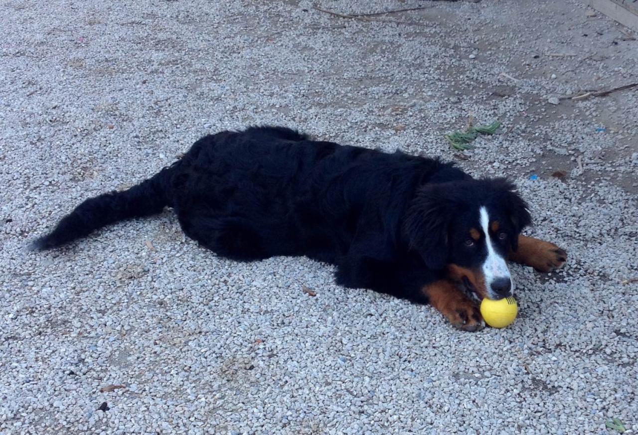 Jobba, bouvier bernois de 7 mois