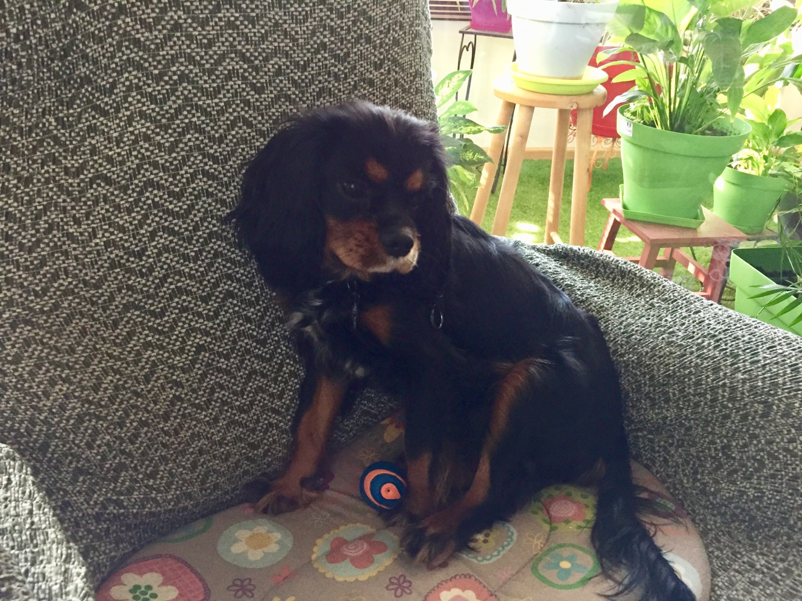 Ouska, cavalier king charles de 7 mois