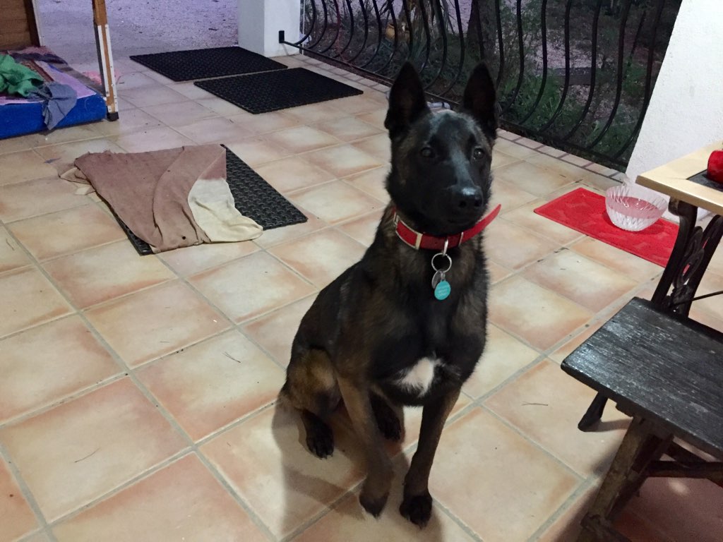 Neith, malinois de 19 mois