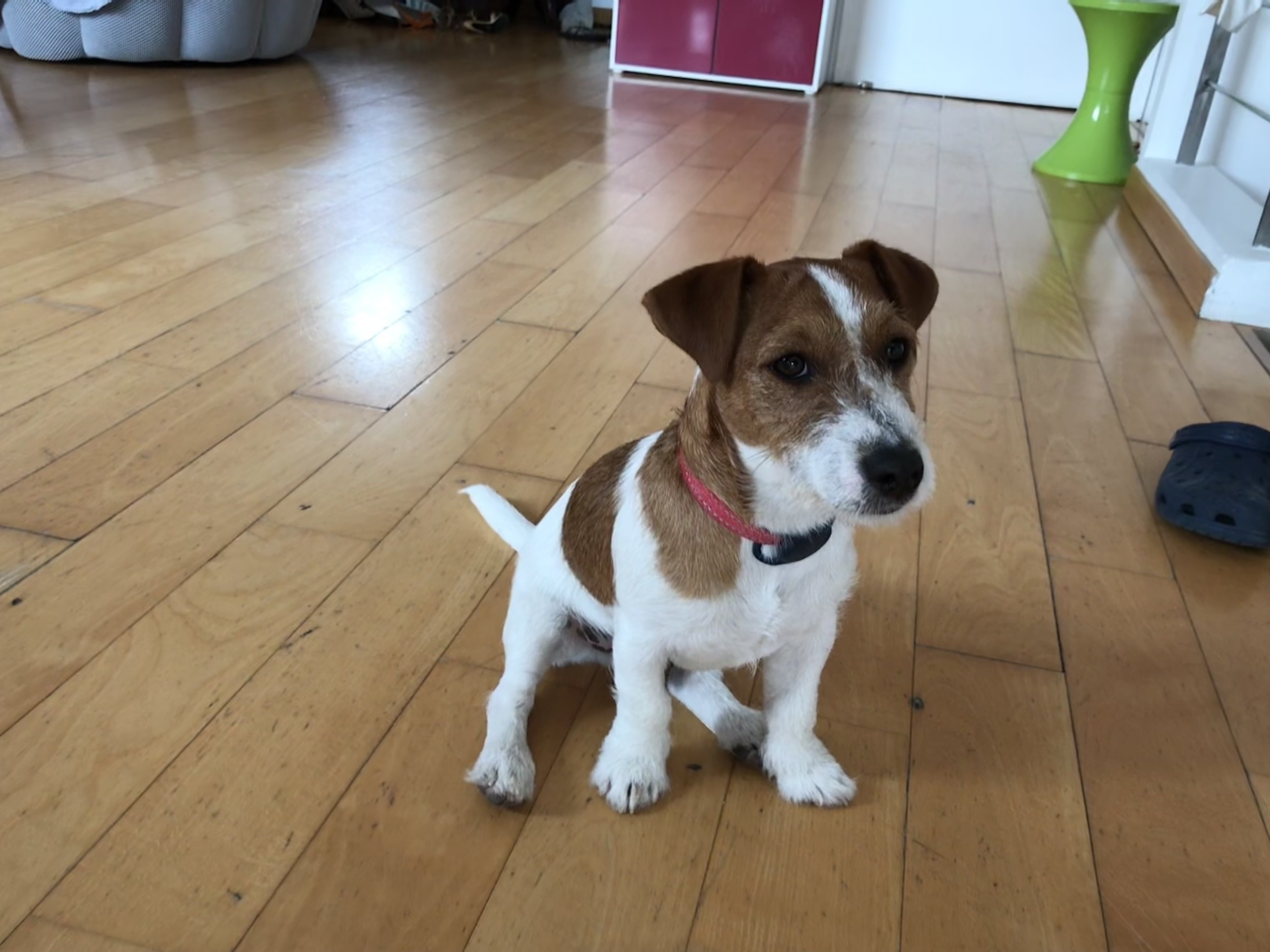 Billy, jack russel 6 mois