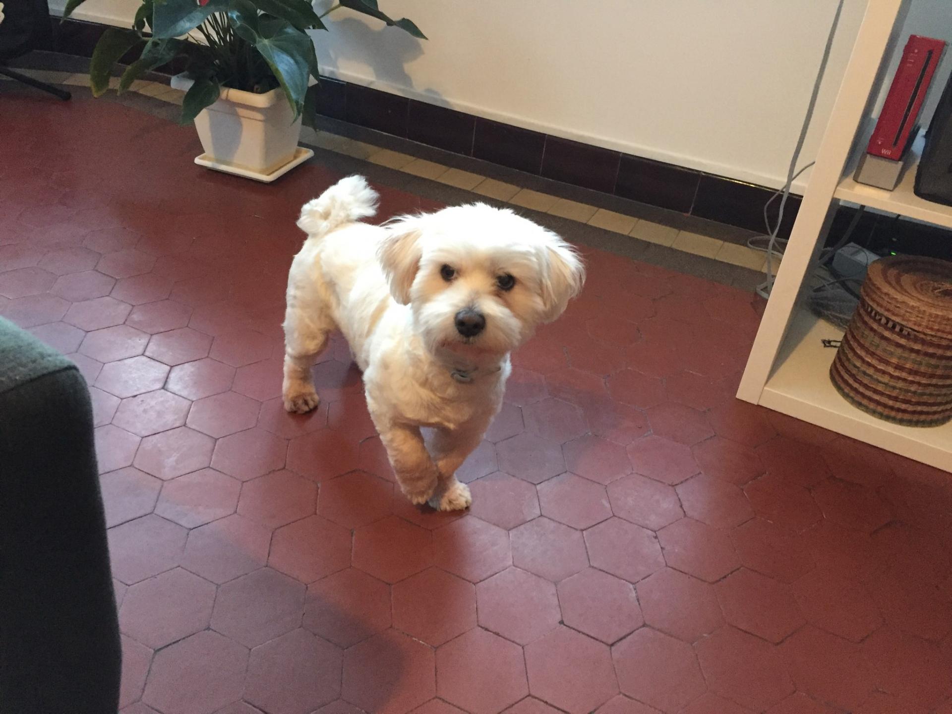 Max, coton de tuléar de 2 ans