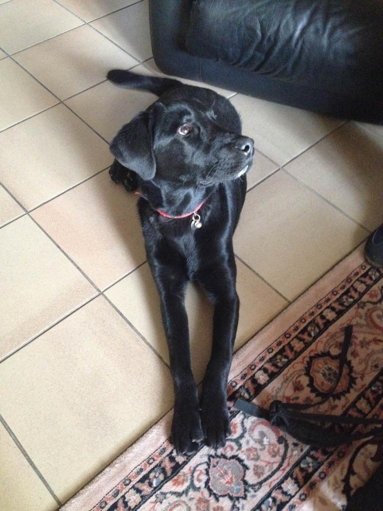 Jessy, labrador de 6 mois