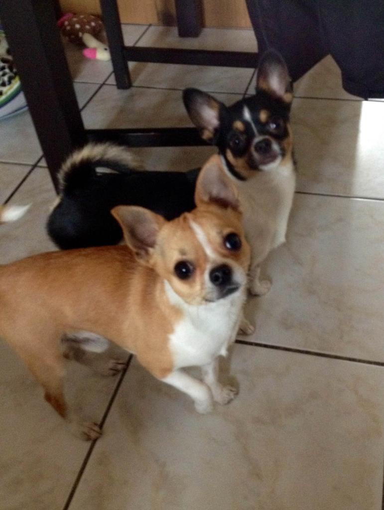 Hellios & Jazz chihuahua de 2 ans et 9 mois