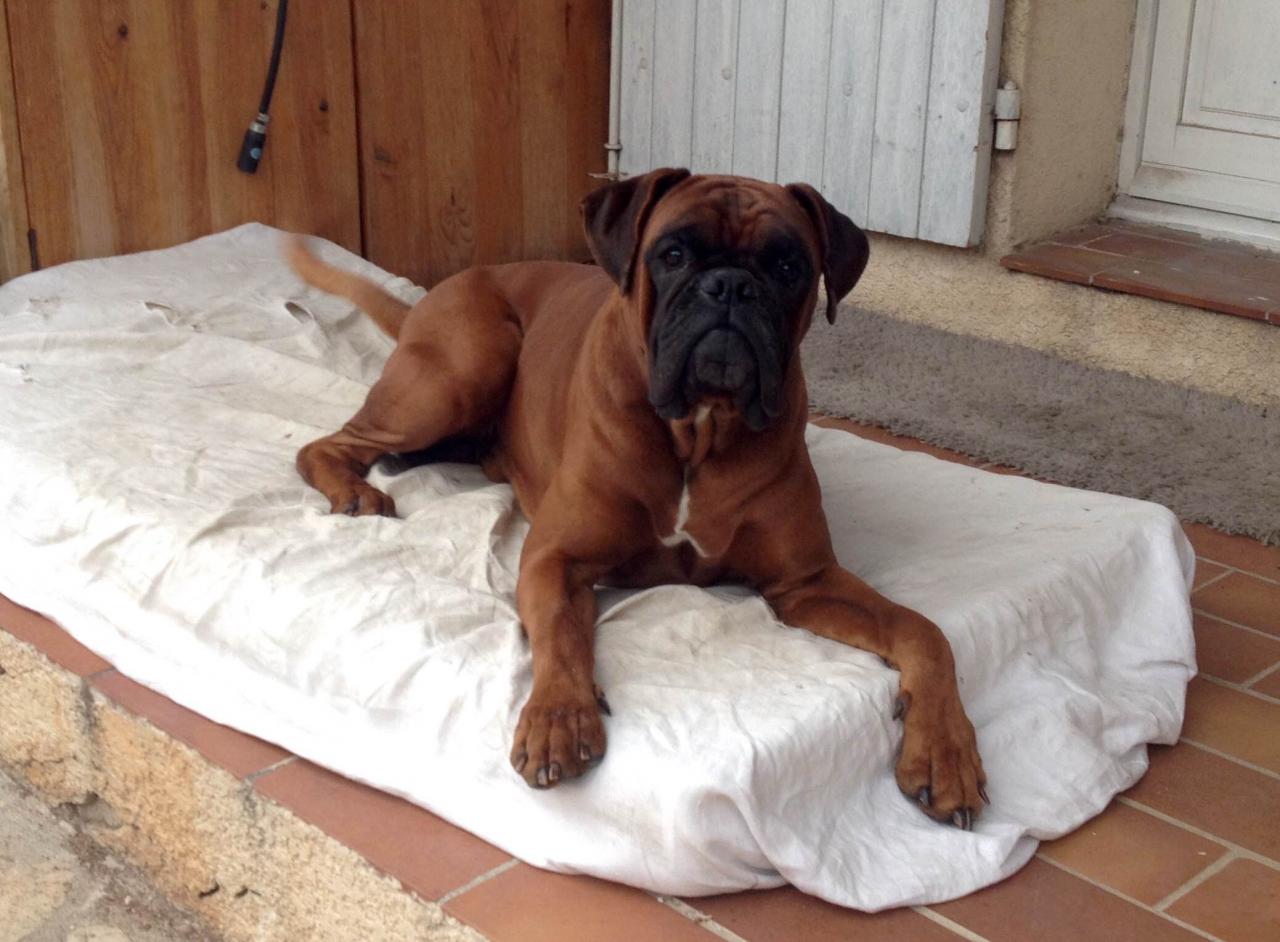 Grant, boxer de 3 ans