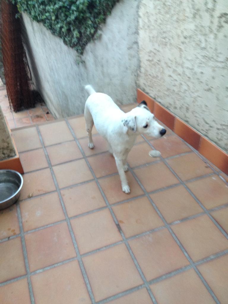 Hizi, jack russel de 3 ans