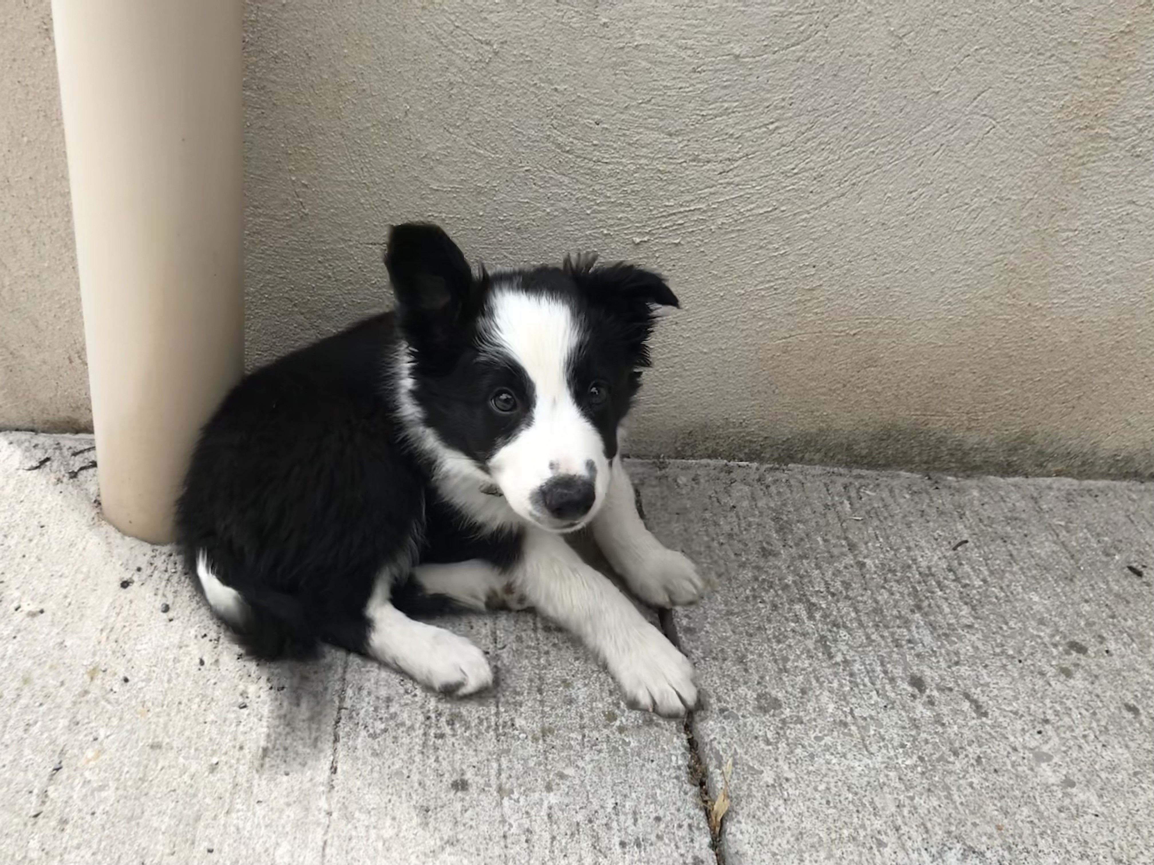 Taïga, border collie 3 mois