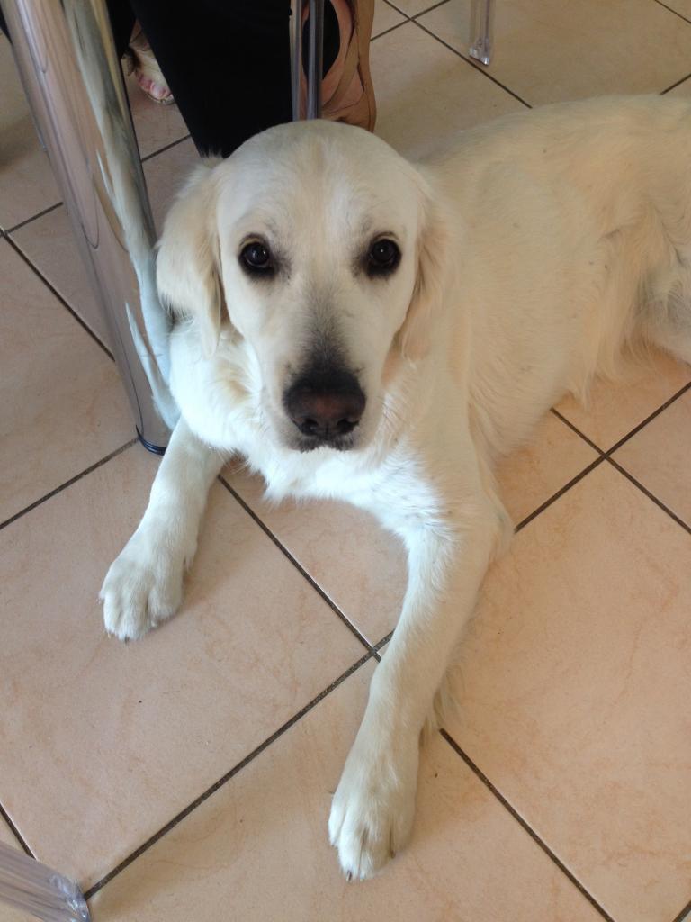 Jazzy, golden retriever de 1 an