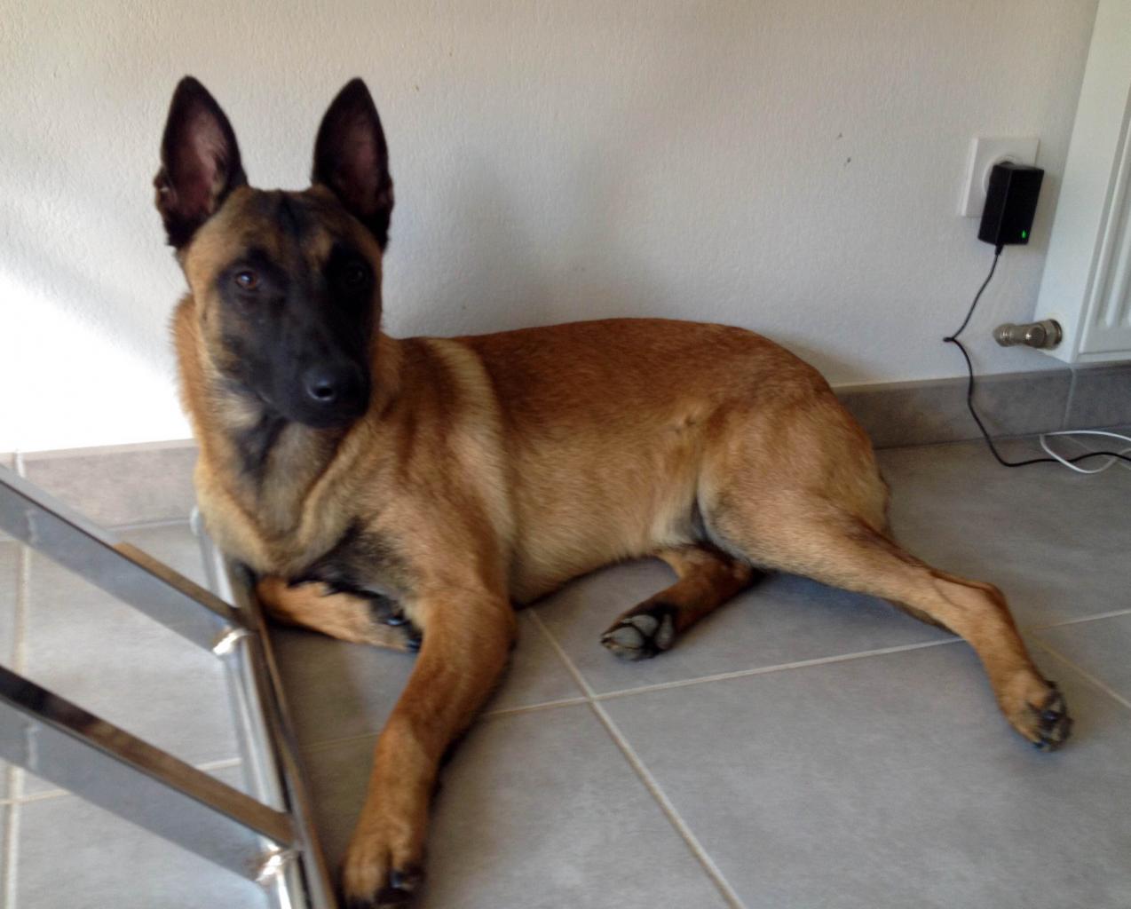 Tayler, malinois de 8 mois