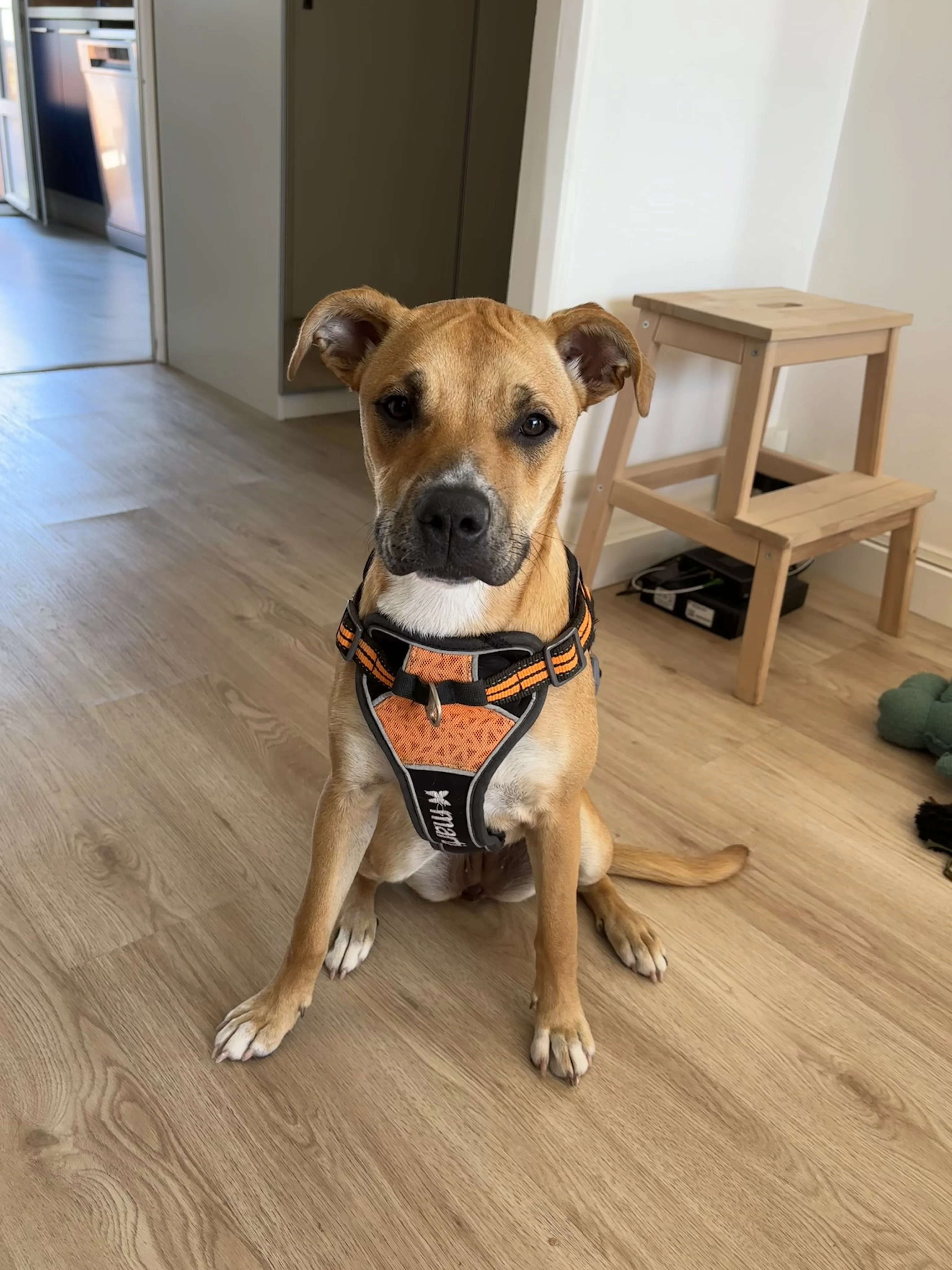 Mars, royal bourbon de 6 mois
