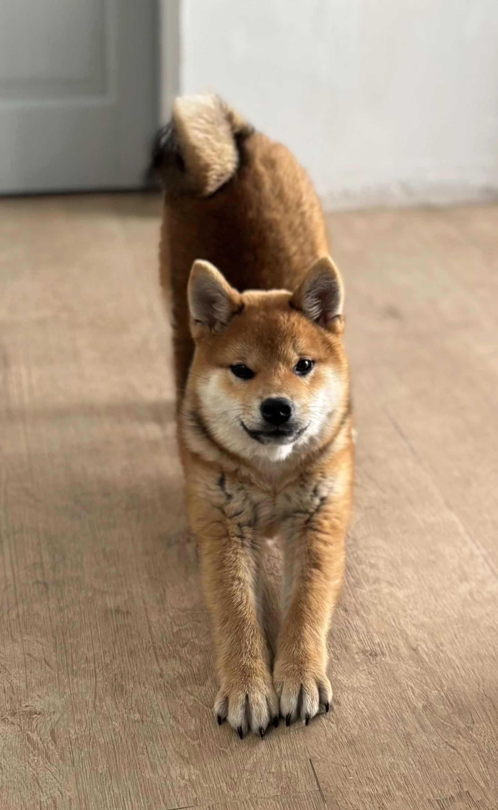 Mocha, shiba inu de 4 mois