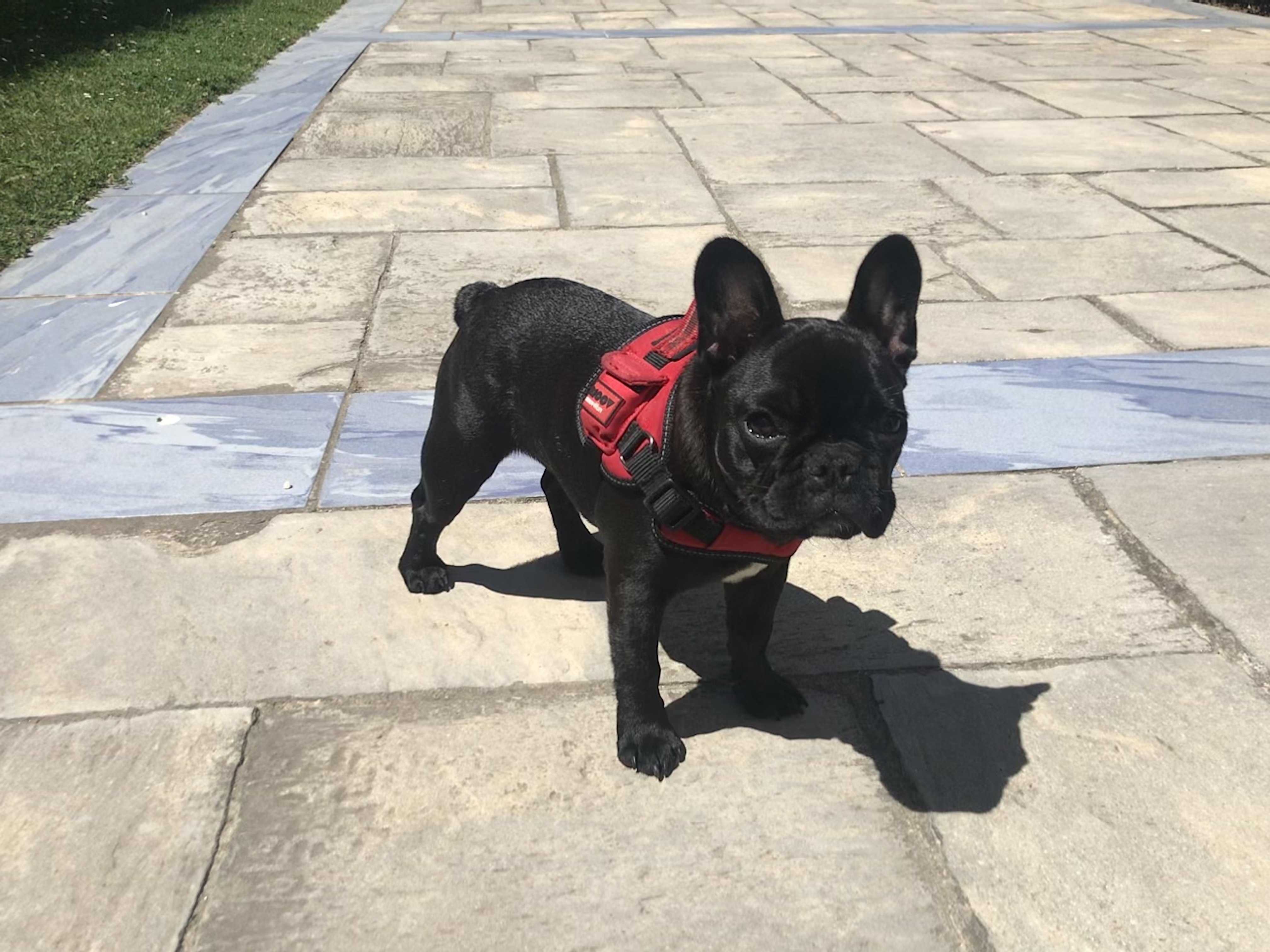 Téa, bouledogue français 5 mois