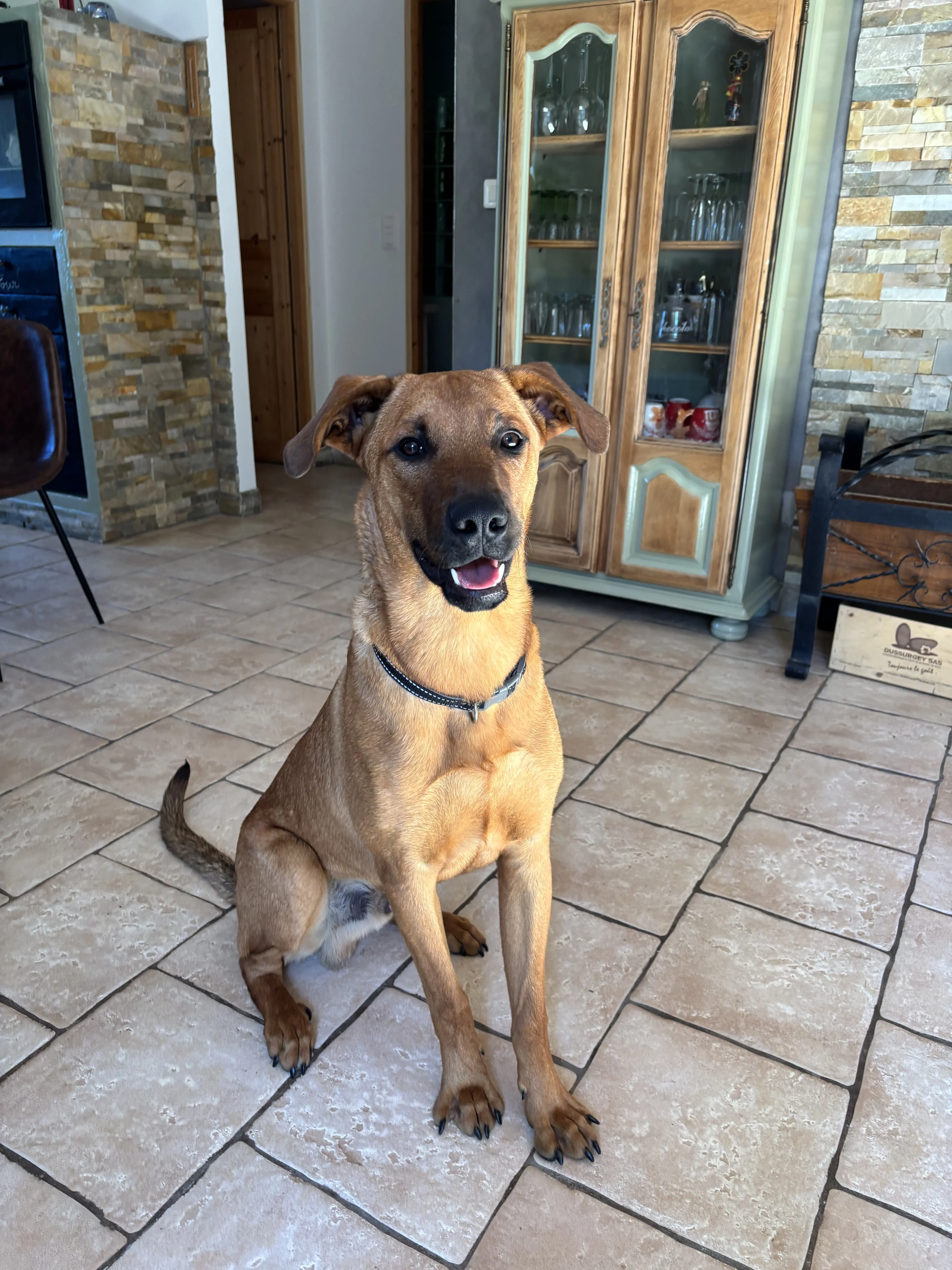 Rocky, croisé malinois de 7 mois
