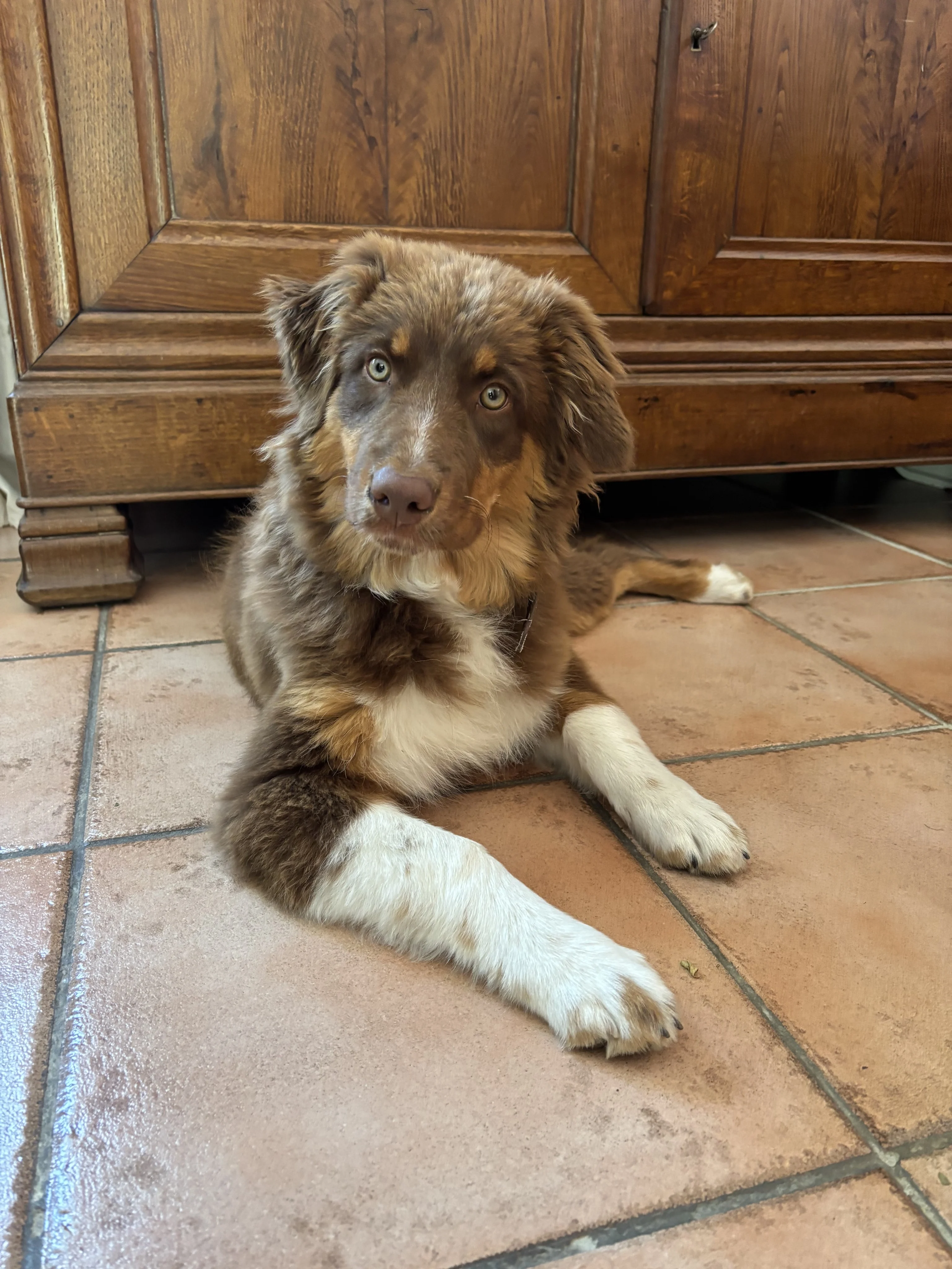 Alba, berger australien de 4 mois