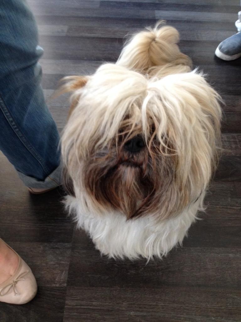 Ipso, lhassa apso de 2 ans